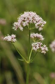 Attēlu rezultāti vaicājumam “Valeriana officinalis flower”