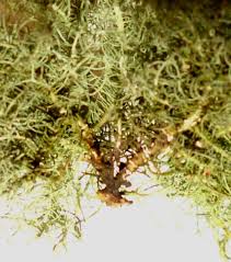 Attēlu rezultāti vaicājumam “Usnea subfloridana”