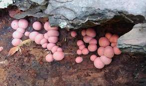 Attēlu rezultāti vaicājumam “Lycogala cf. oleocrystalliferum macro”