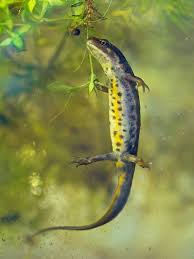 Attēlu rezultāti vaicājumam “Triturus vulgaris female”