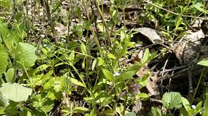 Attēlu rezultāti vaicājumam “Myosotis sparsiflora flower”