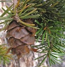 Attēlu rezultāti vaicājumam “Pseudotsuga menziesii fruit”