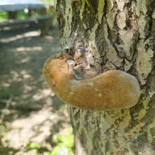 Attēlu rezultāti vaicājumam “Phellinus”