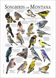 Image result for Poecile montana