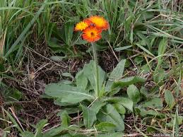 Image result for Hieracium aurantiacum