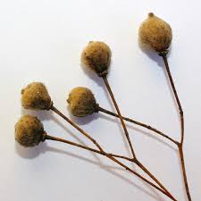 Attēlu rezultāti vaicājumam “Tilia cordata bud”