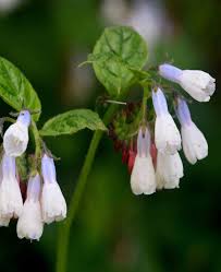 Attēlu rezultāti vaicājumam “Symphytum grandiflorum flower”
