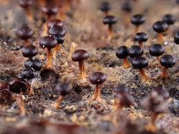 Attēlu rezultāti vaicājumam “Diderma radiatum plasmodium”