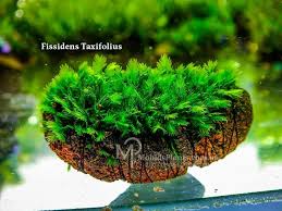 Attēlu rezultāti vaicājumam “Fissidens taxifolius”