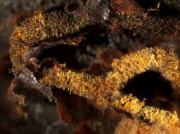 Attēlu rezultāti vaicājumam “Willkommlangea reticulata spores”