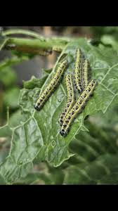 Attēlu rezultāti vaicājumam “Lygus pratensis nymph”