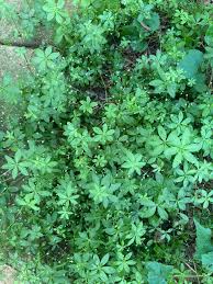 Attēlu rezultāti vaicājumam “Galium triflorum fruit”