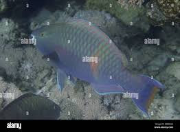 Image result for Scarus fuscopurpureus