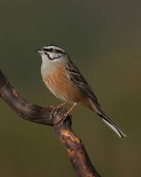 Image result for Emberiza cia