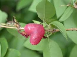Attēlu rezultāti vaicājumam “Herminium monorchis fruit”