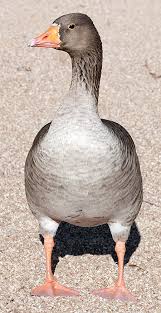 Attēlu rezultāti vaicājumam “Anser anser adult”