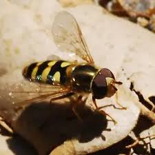 Attēlu rezultāti vaicājumam “Eupeodes nielseni”