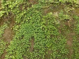 Attēlu rezultāti vaicājumam “Scapania nemorea”