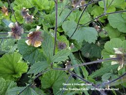 Attēlu rezultāti vaicājumam “Geum x intermedium”