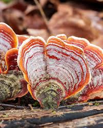 Attēlu rezultāti vaicājumam “Stereum fasciatum”