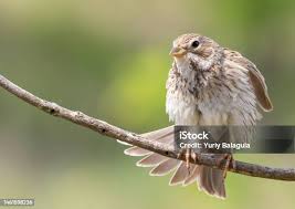 Image result for Emberiza calandra