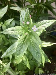 Attēlu rezultāti vaicājumam “Epilobium roseum flower”