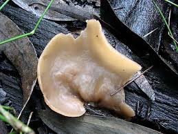 Attēlu rezultāti vaicājumam “Peziza repanda”