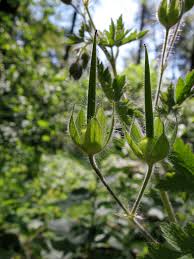 Attēlu rezultāti vaicājumam “Geranium bohemicum leaf”