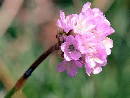 Attēlu rezultāti vaicājumam “Armeria vulgaris bud”