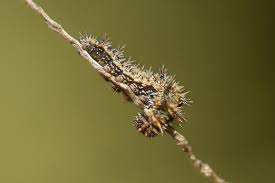 Attēlu rezultāti vaicājumam “Limenitis camilla underside”