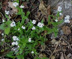 Attēlu rezultāti vaicājumam “Myosotis laxa subsp. baltica”