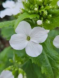 Attēlu rezultāti vaicājumam “Lunaria rediviva”