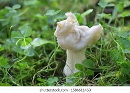 Attēlu rezultāti vaicājumam “Helvella atra”