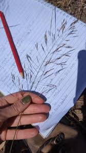 Attēlu rezultāti vaicājumam “Agrostis capillaris”