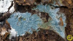 Attēlu rezultāti vaicājumam “Byssocorticium atrovirens”