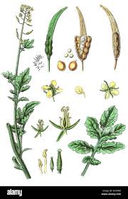 Attēlu rezultāti vaicājumam “Sinapis alba”