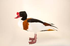 Attēlu rezultāti vaicājumam “Tadorna tadorna”