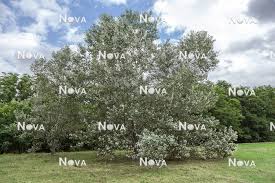 Attēlu rezultāti vaicājumam “Populus alba Nivea”