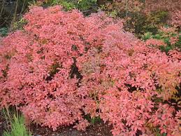 Attēlu rezultāti vaicājumam “Rhododendron canadense”