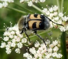 Attēlu rezultāti vaicājumam “Trichius fasciatus imago”
