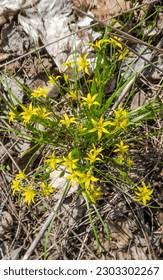 Attēlu rezultāti vaicājumam “Gagea lutea bud”