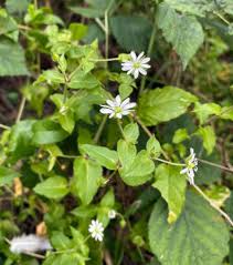 Attēlu rezultāti vaicājumam “Myosoton aquaticum”