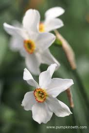 Attēlu rezultāti vaicājumam “Narcissus poeticus”