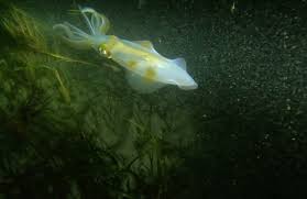 Image result for Cephaloscyllium laticeps