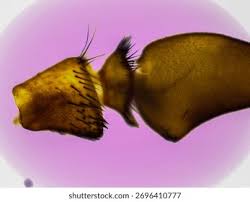 Attēlu rezultāti vaicājumam “Haematopota sp.”