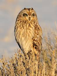 Attēlu rezultāti vaicājumam “Asio flammeus adult”