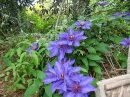Image result for clematis multi blue