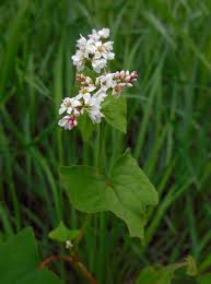 Attēlu rezultāti vaicājumam “Fagopyrum esculentum”