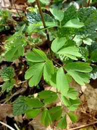 Attēlu rezultāti vaicājumam “Isopyrum thalictroides leaf”