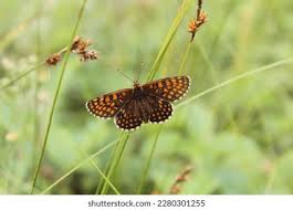 Attēlu rezultāti vaicājumam “Euphydrias aurinia”